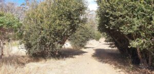 Banksias before incline