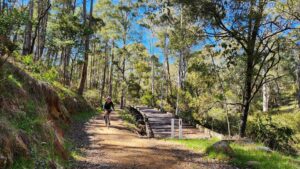 Cruising down from Shelley to Koetong. Where bridges are bypassed they are evenly graded. (2019)